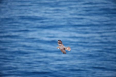 Ξαναπετά ελεύθερα χάρις στο πρόγραμμα Life ο μαυροπετρίτης της Άνδρου