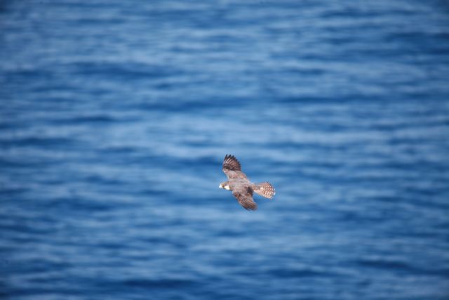 Ξαναπετά ελεύθερα χάρις στο πρόγραμμα Life ο μαυροπετρίτης της Άνδρου
