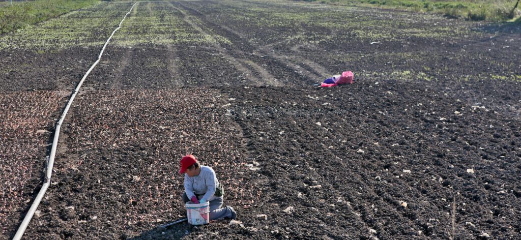 Μείωση του ορίου ηλικίας συνταξιοδότησης των αγροτών ζητούν βουλευτές της ΝΔ
