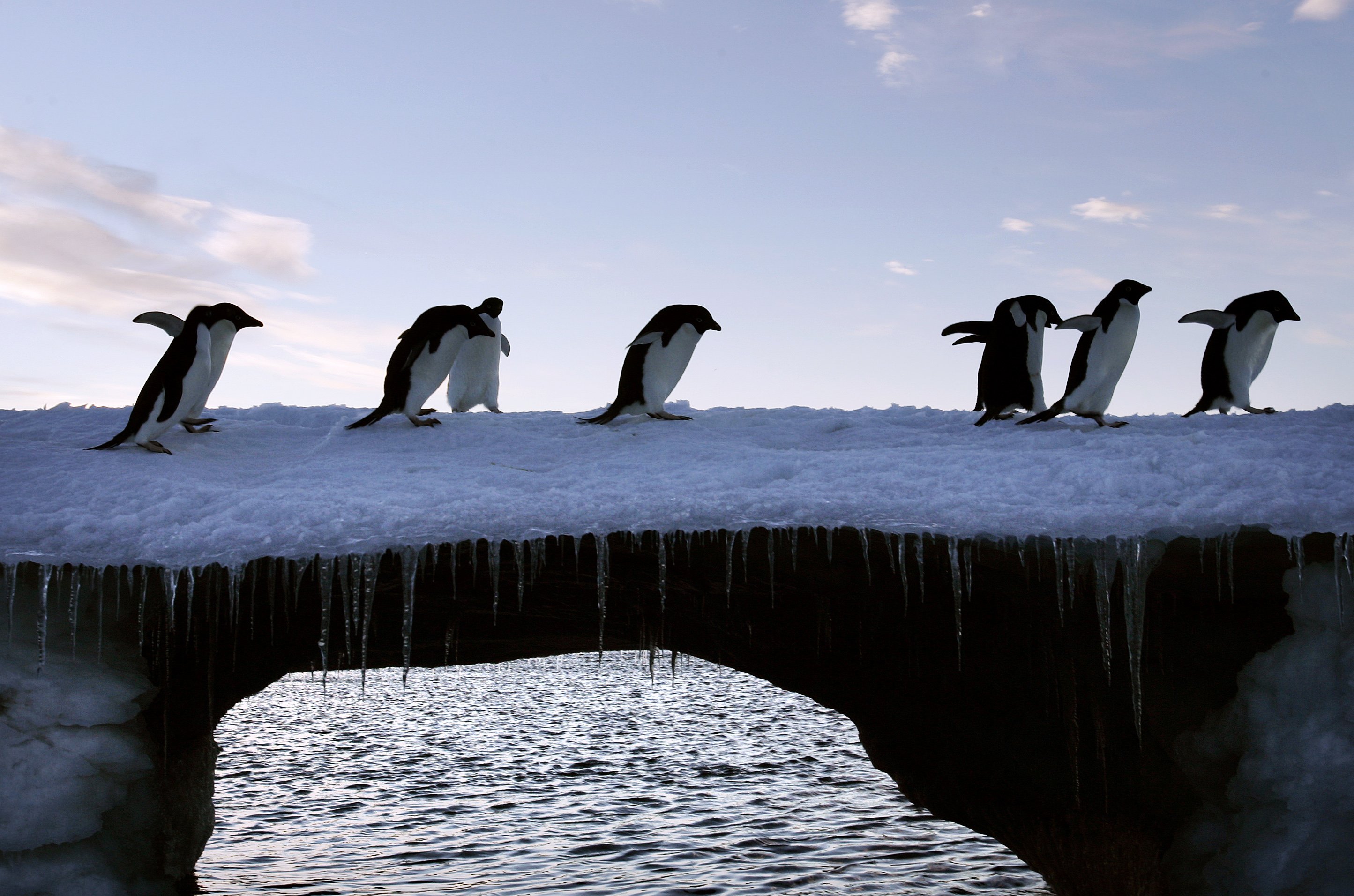 Το μεγαλύτερο καταφύγιο θαλάσσιων ζώων θα γίνει στην Ανταρκτική