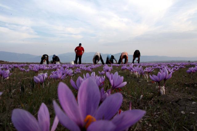 Government plans to stamp out undeclared employment in agriculture