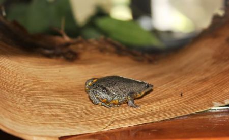 Νέο είδος βατράχου ανακαλύφθηκε σε πισίνα