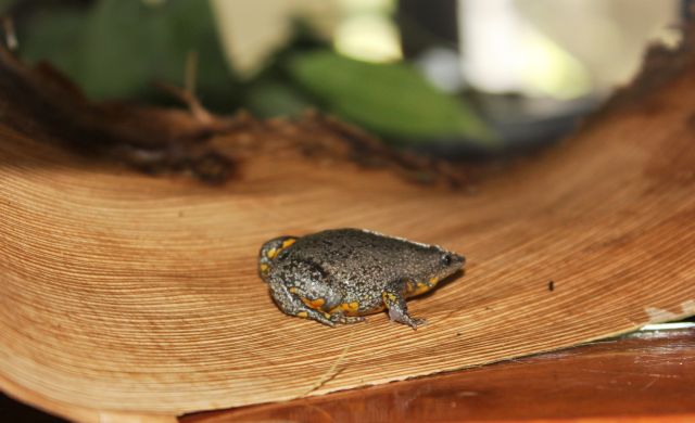 Νέο είδος βατράχου ανακαλύφθηκε σε πισίνα
