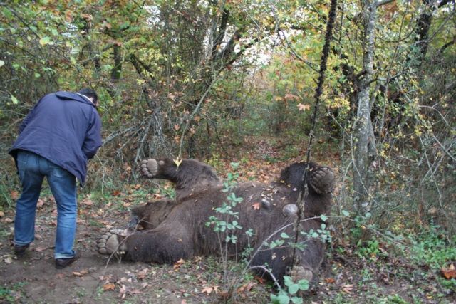 Νεκρή αρκούδα από πυροβόλο όπλο στην Καλαμπάκα
