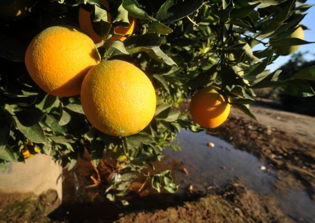 Το ΣΔΟΕ ερευνά πορτοκαλοπαραγωγό με καταθέσεις 12,5 εκατ. ευρώ