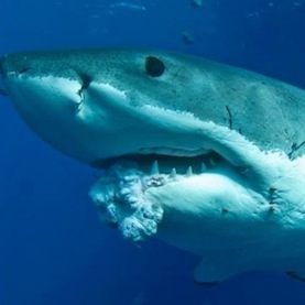 Οι καρχαρίες εμφανίζουν καρκίνο