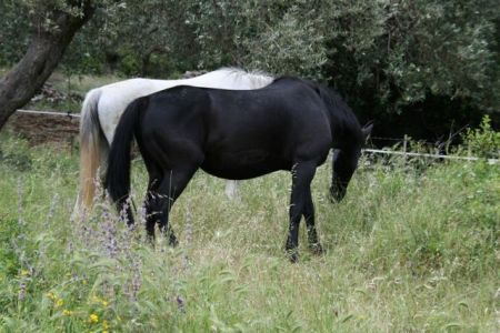 Σπάνια θεσσαλικά άλογα στην «Κιβωτό του Δήμου»
