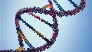 Γονιδιακή σχέση έχουν στεφανιαία νόσος και αναπαραγωγική υγεία | tovima.gr
