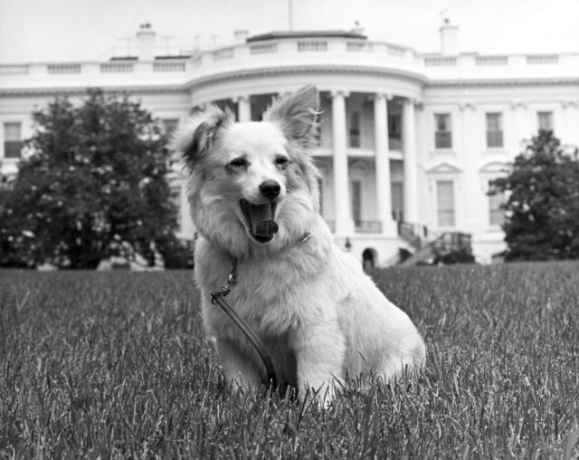 Πουσίνκα: Ο σκύλος του Ψυχρού Πολέμου που ένωσε Αμερικανούς – Σοβιετικούς