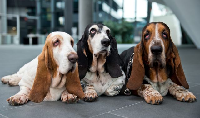 Ο Δαρβίνος και το σύνδρομο των εξημερωμένων ζώων