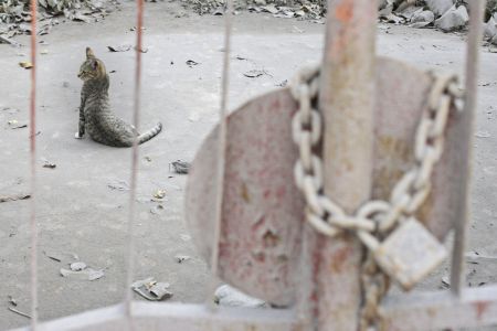 Επικήρυξη για τον βασανισμό ενός γάτου στη Κύπρο