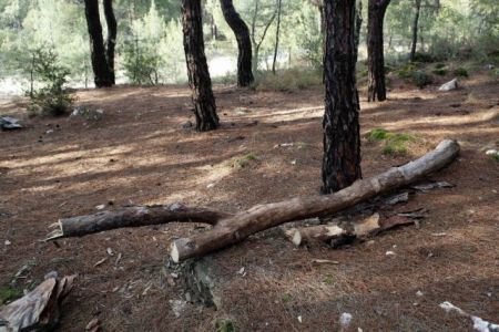 Τα κατασχεθέντα ξύλα θα δίδονται στα φτωχά νοικοκυριά