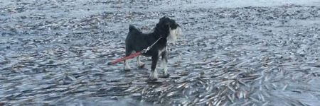 Στη Νορβηγία πάγωσαν τα ψάρια από το κρύο