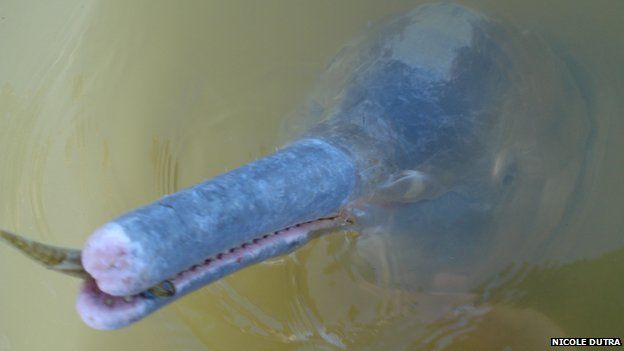 Πρώτο είδος ποταμίσιου δελφινιού που ανακαλύπτεται εδώ και έναν αιώνα
