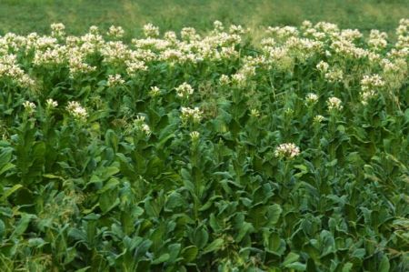 Υποχρεωτική η συμβολαιακή γεωργία για τα καπνά