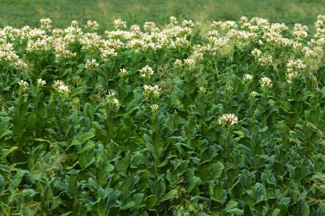Υποχρεωτική η συμβολαιακή γεωργία για τα καπνά