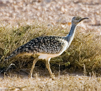 Πακιστάν: Εκστρατεία σωτηρίας του χλαμυδόγαλου από τους σεΐχηδες