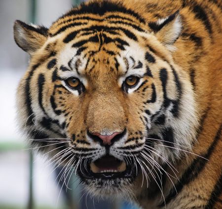 Συνομιλίες στο Λονδίνο για συμφωνία κατά του εμπορίου άγριας ζωής