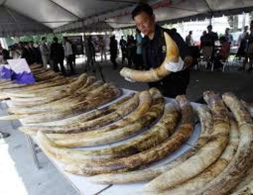Γαλλία: έκαναν σκόνη 4,5 τόνους ελεφαντόδοντο
