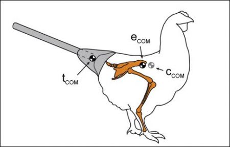 Κότες κάνουν πασαρέλα ως «δεινοκοτόσαυροι»