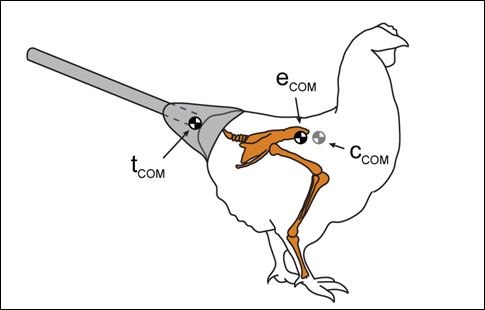 Κότες κάνουν πασαρέλα ως «δεινοκοτόσαυροι»