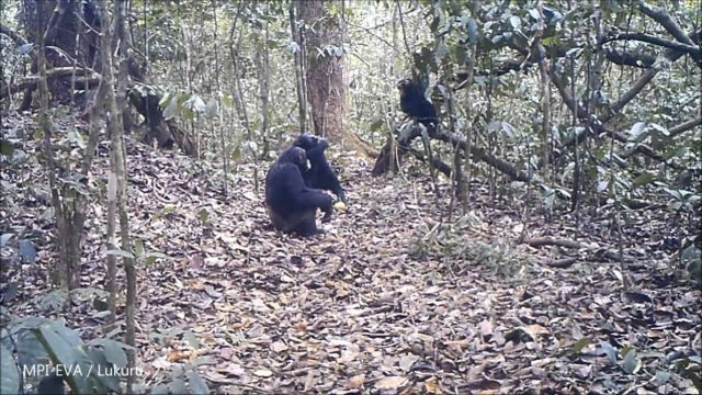 Χιλιάδες χιμπατζήδες σε παρθένα ζούγκλα του Κονγκό
