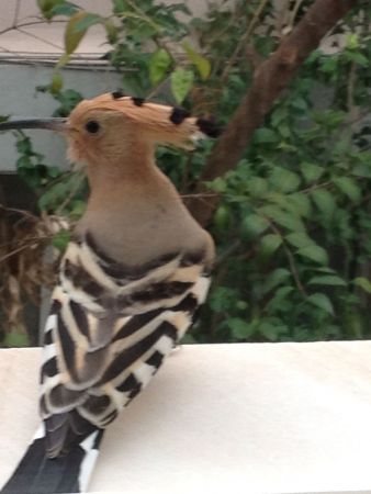 Υπάρχουν τσαλαπετεινοί στην Αθήνα ;