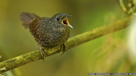 Νέο είδος πτηνού