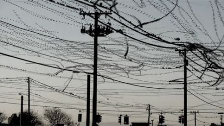 Σμήνη πουλιών αφήνουν τροχιοδεικτικά ίχνη σε θεαματικό βίντεο