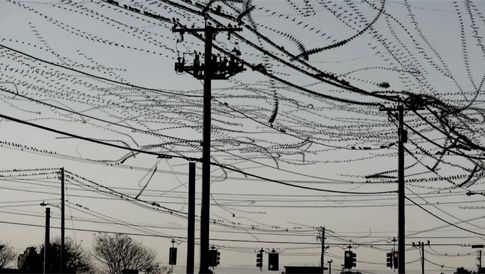 Σμήνη πουλιών αφήνουν τροχιοδεικτικά ίχνη σε θεαματικό βίντεο