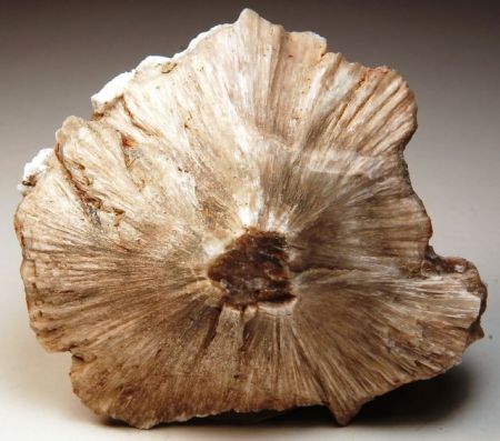 Βόριο: από το πυρέξ στο σεξ