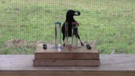 Πανέξυπνο κοράκι βγάζει τον Αίσωπο ασπροπρόσωπο