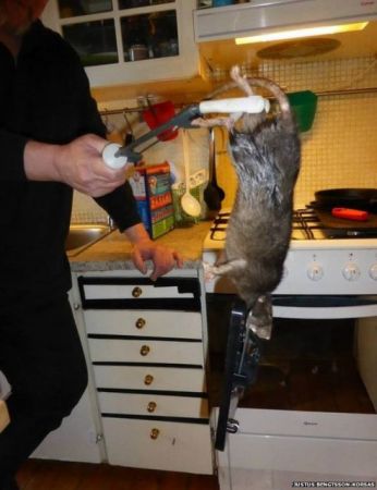 Στοκχόλμη: Γιγάντιος αρουραίος εισέβαλε στην κουζίνα οικογένειας