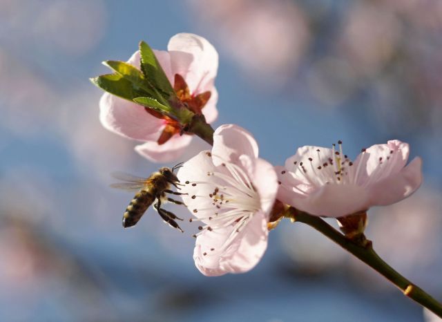 Greenpeace: Επικίνδυνα φυτοφάρμακα σε κήπους και μπαλκόνια