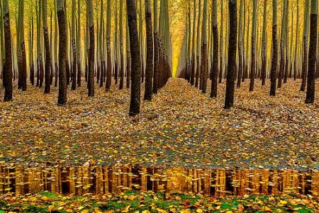 Λεύκες που αυτοκαταστρέφονται για φθηνότερο, «πράσινο» χαρτί