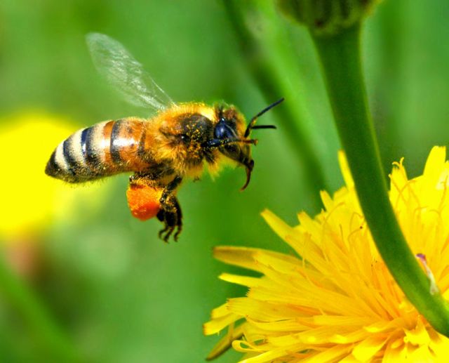 Γύρη με τοξικά φυτοφάρμακα συλλέγουν οι μέλισσες