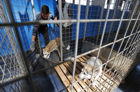 Ισραήλ: Υπουργός ζητά να εξορίζονται τα αδέσποτα και ξεσπά σάλος