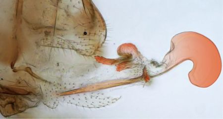 Τα πρώτα θηλυκά με πέος