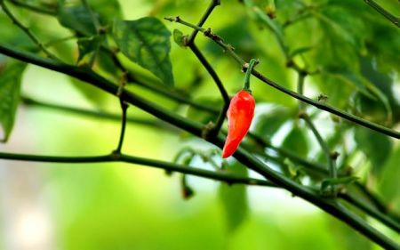 Στο Μεξικό «γεννήθηκε» το τσίλι