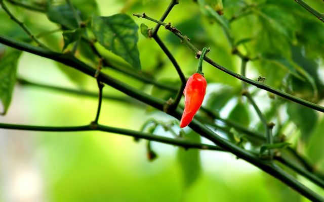 Στο Μεξικό «γεννήθηκε» το τσίλι