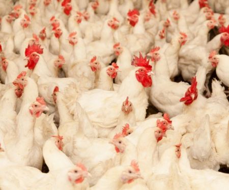 Οπου λαλούν πολλοί κοκόροι…