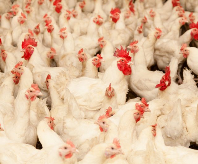 Οπου λαλούν πολλοί κοκόροι…