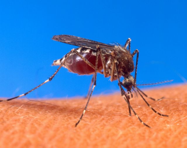 Τέθηκε σε εφαρμογή σχέδιο εξόντωσης κουνουπιών | tovima.gr