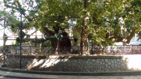 Στο μικροσκόπιο ο πλάτανος του Ιπποκράτη