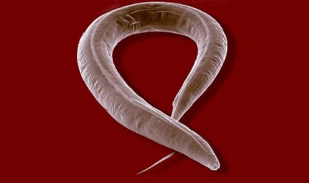 Οι ελεύθερες ρίζες «επιβραδύνουν τη γήρανση»