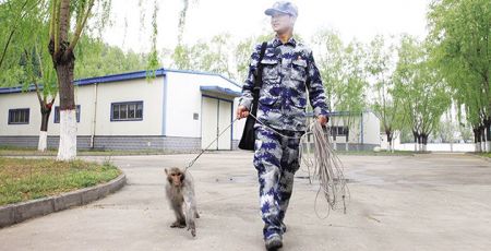 Μαϊμούδες στην υπηρεσία του Κινεζικού Στρατού