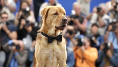 Χάγκεν, ο σκύλος που έκλεψε τις εντυπώσεις στις Κάννες