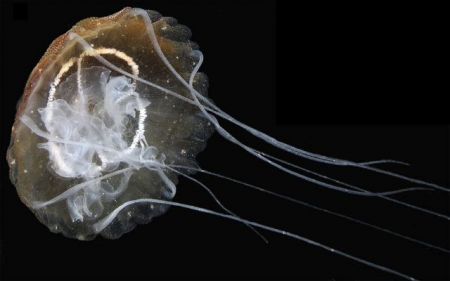 Νέα ξενόφερτη τσούχτρα αναγνωρίστηκε στην Ιταλία