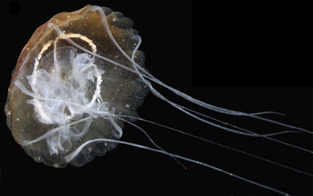 Νέα ξενόφερτη τσούχτρα αναγνωρίστηκε στην Ιταλία