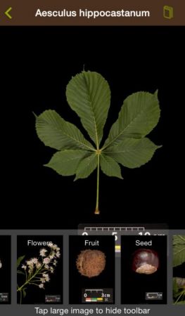 Γνωρίστε τα δέντρα με ένα app